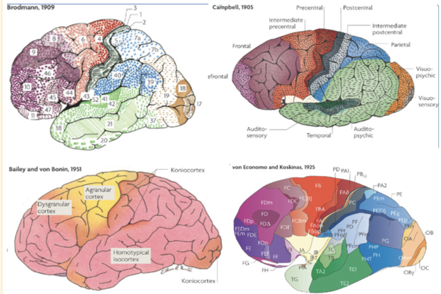 <ul><li><p>captures regional differences in brain function </p></li><li><p>gives us a scale of brain function </p></li><li><p>isolation can be done in various ways and different spatial scales </p></li><li><p>4: primary motor cortex, and just behind is the somatosensory </p></li><li><p>function is constrained by the input from other brain regions, and the termination of different outputs </p></li></ul><p></p>