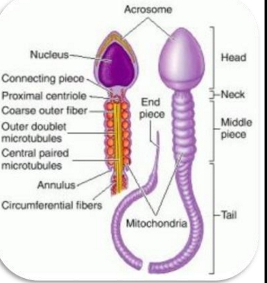<ul><li><p>Acrosome </p><ul><li><p>Enzymes for penetration of the egg</p></li></ul></li><li><p>Nucleus </p><ul><li><p>Genes for fertilization/syngamy</p></li><li><p>Genetic variation</p></li></ul></li><li><p>Mitochondria</p><ul><li><p>Energy for motility</p></li></ul></li><li><p>Flagellum- Principal piece</p><ul><li><p>Mechanical basis for motility </p></li></ul></li></ul><p></p>