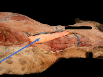 <p>• Forms the jugular groove along with the brachiocephalicus m.</p><p> • Action </p><p>• Draws head and neck side to side, and downward movement of head</p>