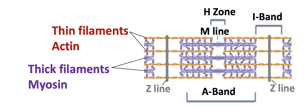 <ul><li><p>During contraction, thick & thin filaments slide together lengthwise</p></li><li><p>Thin filaments (actin) slide toward the center of the sarcomere</p></li><li><p>Thick filaments (myosin) stay in the same position</p></li><li><p>Z lines move closer together as the sarcomere shortens</p></li></ul><p></p>