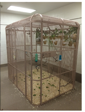 <p>Aviary housing preferred, unless frequent capture is necessary (stressful)</p><p>Conspecific aggression most common clinical issue</p>
