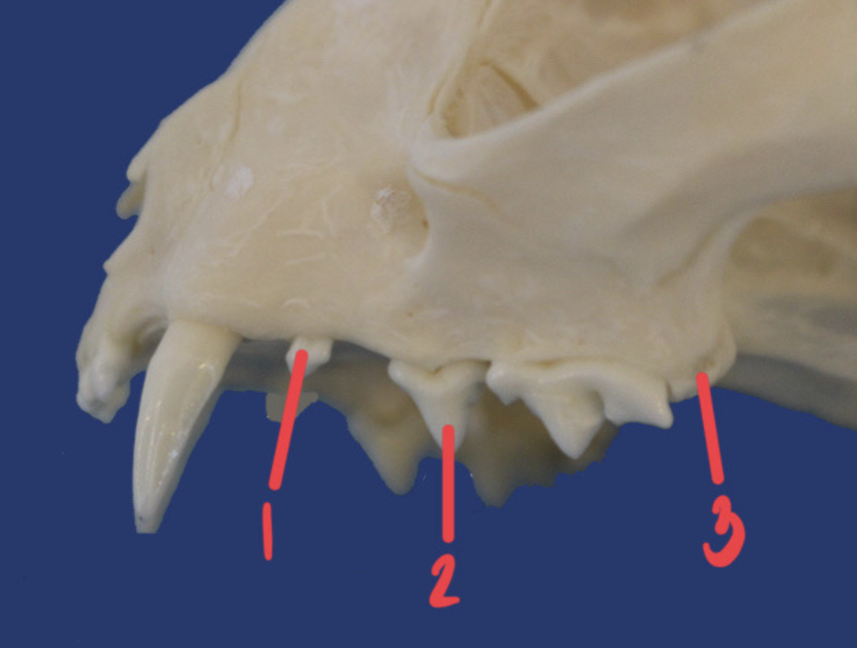 <p>What is the number according to the triadan system for 2? How many roots does it have and what animal is this?</p>