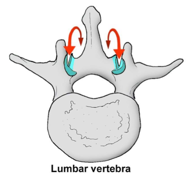 <ul><li><p>Flexion & extension</p></li><li><p>Movement in the sagittal plane</p></li></ul><p></p>