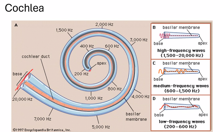 <p><u>cochlea</u></p>