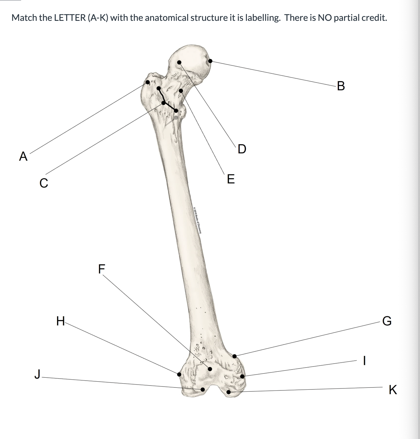 <p><span>Match the LETTER (A-K) with the anatomical structure it is labelling. &nbsp;There is NO partial credit.</span></p>