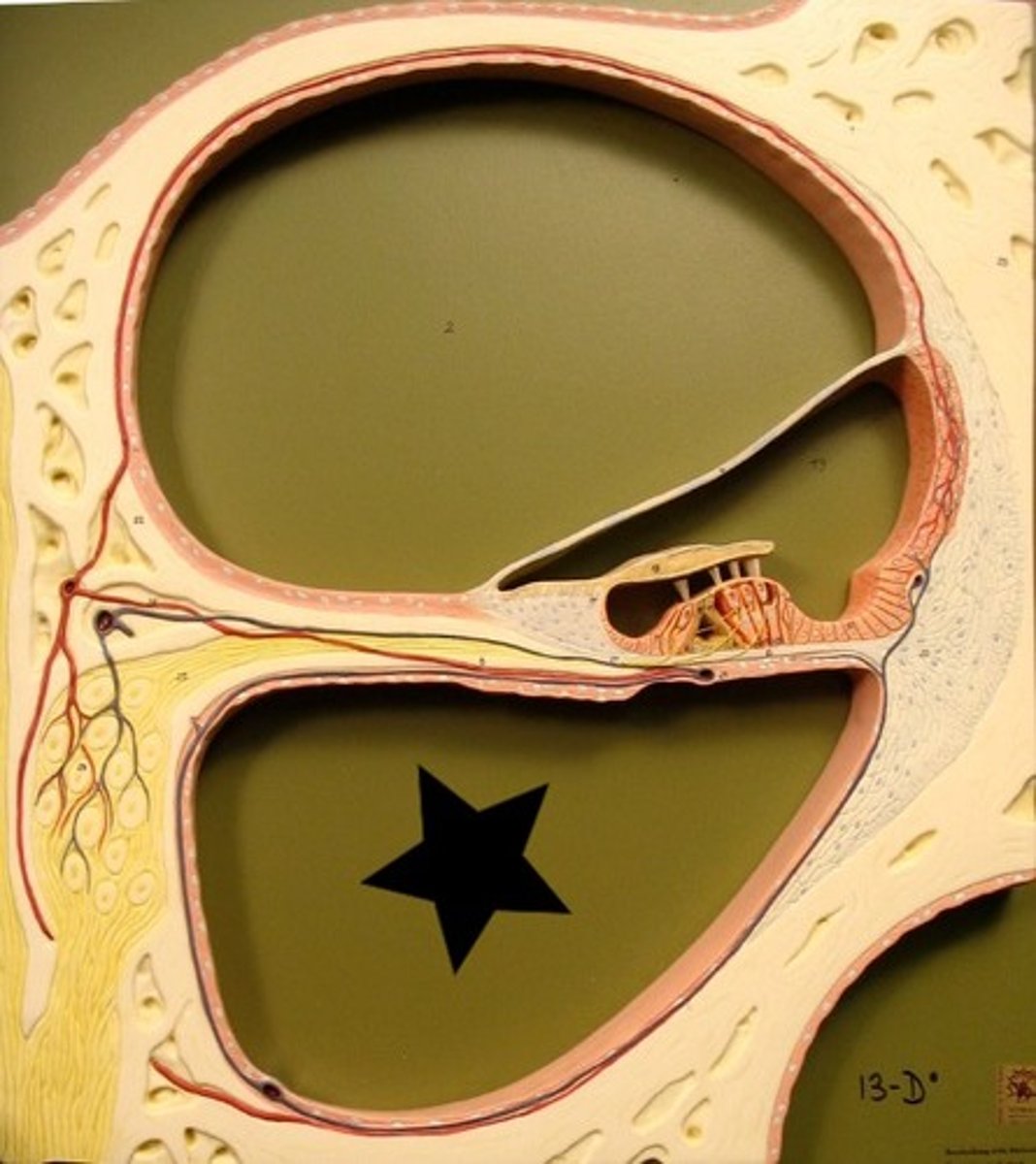 <p>The scala tympani ends at the middle ear wall where the round window is located.</p>