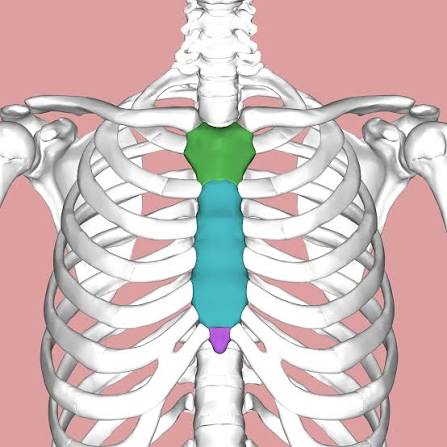 <p>Also known as the breast bone.</p>