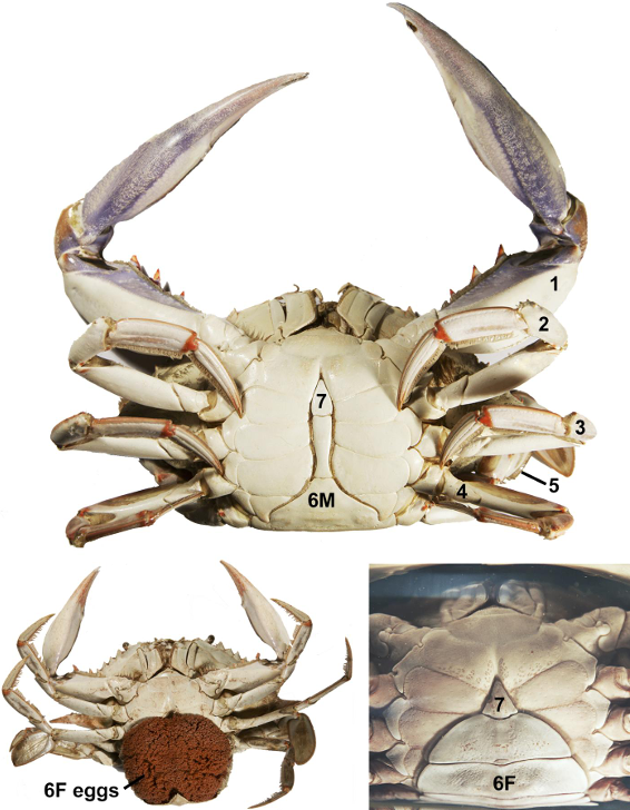 <p>taxa</p><p>label numbers</p>