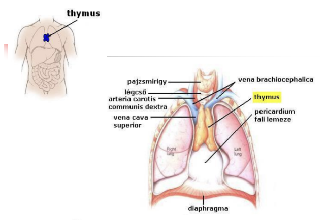 <ul><li><p><em>Thymus</em></p></li><li><p><span style="background-color: transparent;">Helye: a mellkasban a sternum mögött</span></p></li><li><p style="text-align: justify;"><span style="background-color: transparent;">Felépítése: több lebenyből áll</span></p><ul><li><p style="text-align: justify;"><span style="background-color: transparent;">Velő és kéregállománya van</span></p></li></ul></li></ul><ul><li><p style="text-align: justify;"><span style="background-color: transparent;">Nagysága és szöveti felépítése az élet során változik</span></p></li></ul><ul><li><p style="text-align: justify;"><span style="background-color: transparent;">Szerepe: T-lymphocyta képzése és érése → immunválasz</span></p></li></ul><p></p>
