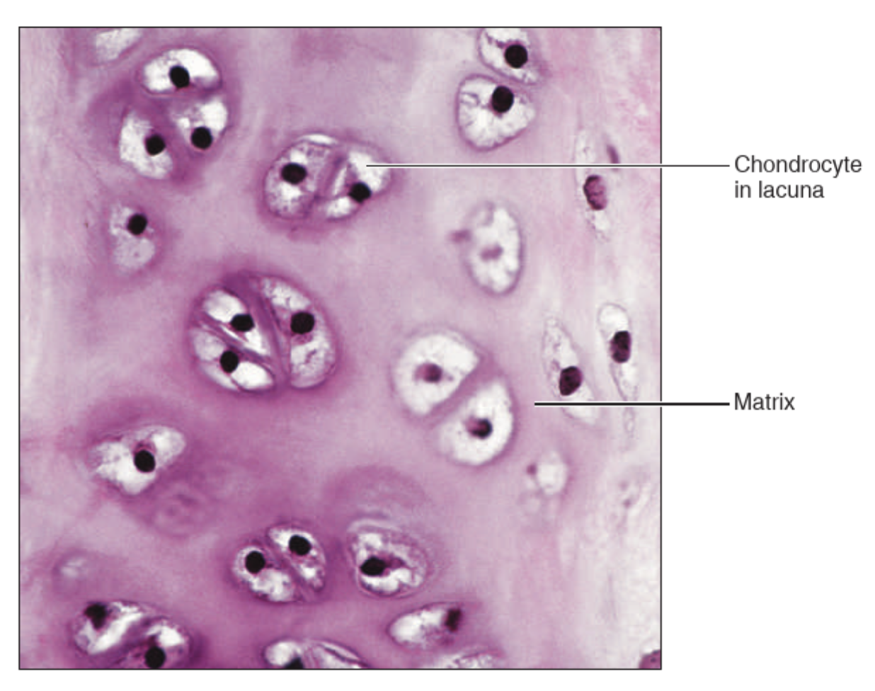 <p>What tissue is this? </p>