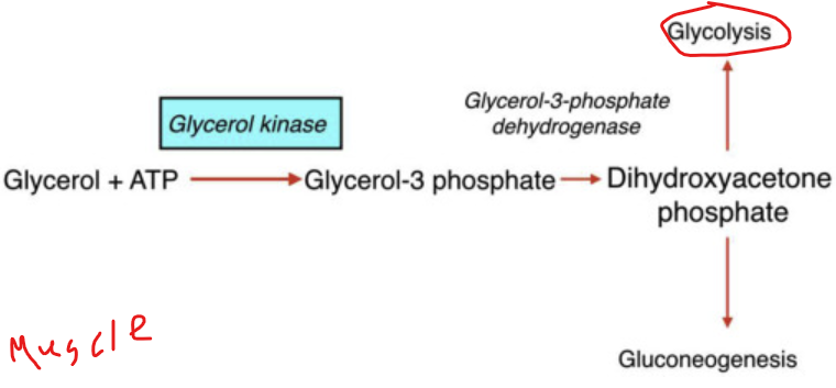 <p>In the muscle tissue, what  happens to DHAP</p>