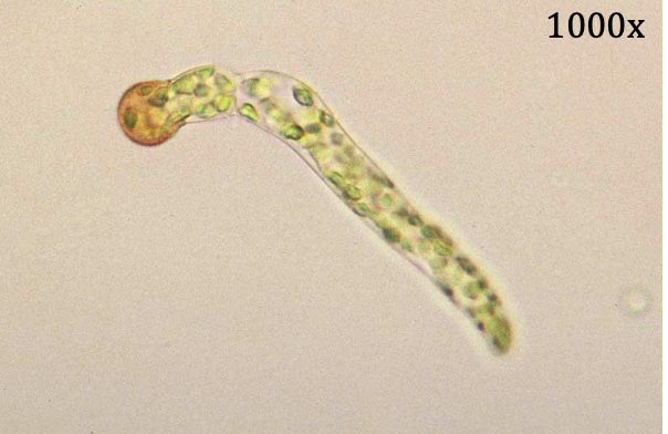 <p>Kingdom: </p><p>Phylum: </p><p>Name of Structure: </p><p>Ploidy: </p>