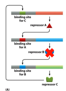 <ol><li><p>A expressed</p></li><li><p>B repressed</p></li><li><p>C expressed</p></li><li><p>C represses A expression</p></li><li><p>A repressed</p></li><li><p>B expressed</p></li><li><p>C repressed</p></li><li><p>REPEAT</p></li></ol><p></p><p></p>