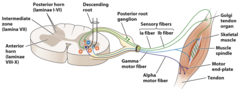 <p>Alpha motor neurons</p>