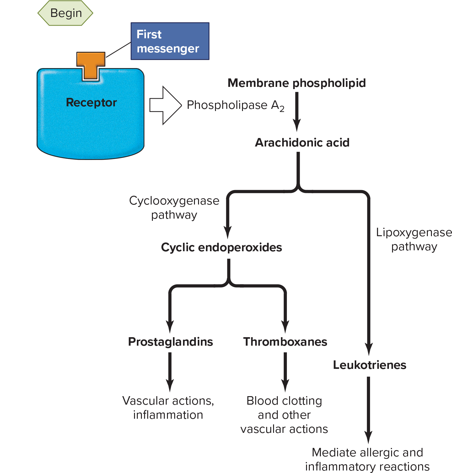 <p><span>General term for modified fatty acids that are products of arachidonic acid metabolism (cyclic endoperoxides, prostaglandins, thromboxanes, and leukotrienes); function as paracrine or autocrine substances</span></p>