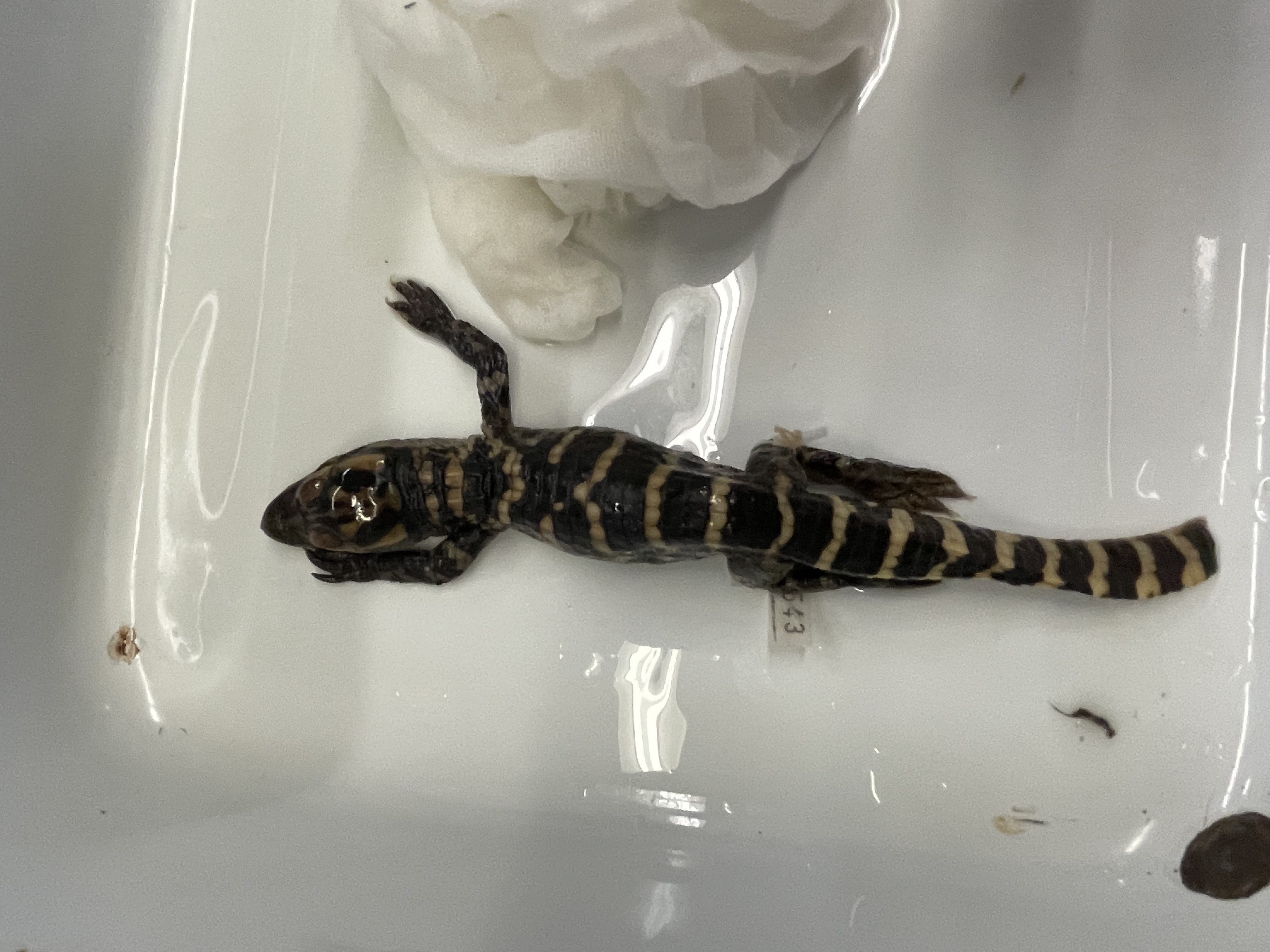 <p>Genus and species</p>