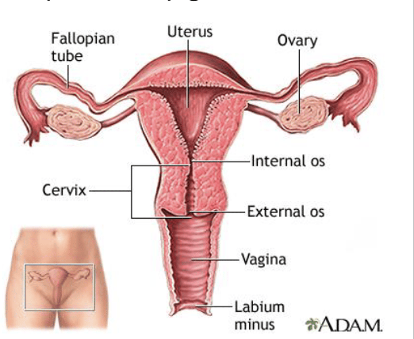 <p>• horns</p><p>• body</p><p>• cervix</p>