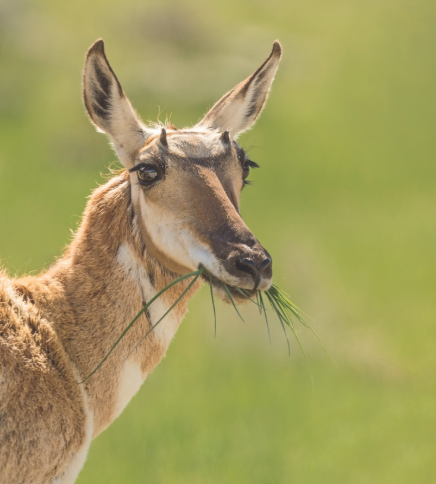 <p>does</p><p>native</p><p>big game</p><p>no black cheek patch and short horns only about 4 inches</p>