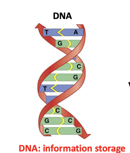 <p>Hydrogen bonds between bases and base stacking interactions</p>