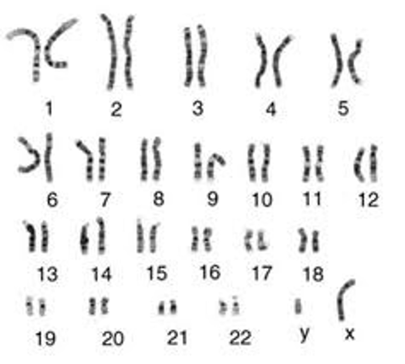 <p>Organized into individual chromosomes</p>
