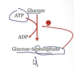 <p>- Rxn: Glucose → Glucose-6-Phosphate (Uses ATP)</p><p>- Location: Most Tissues</p><p>- Insulin Independent</p>