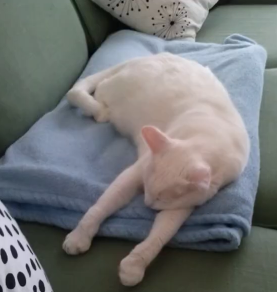 <p>Was macht die Katze?</p>