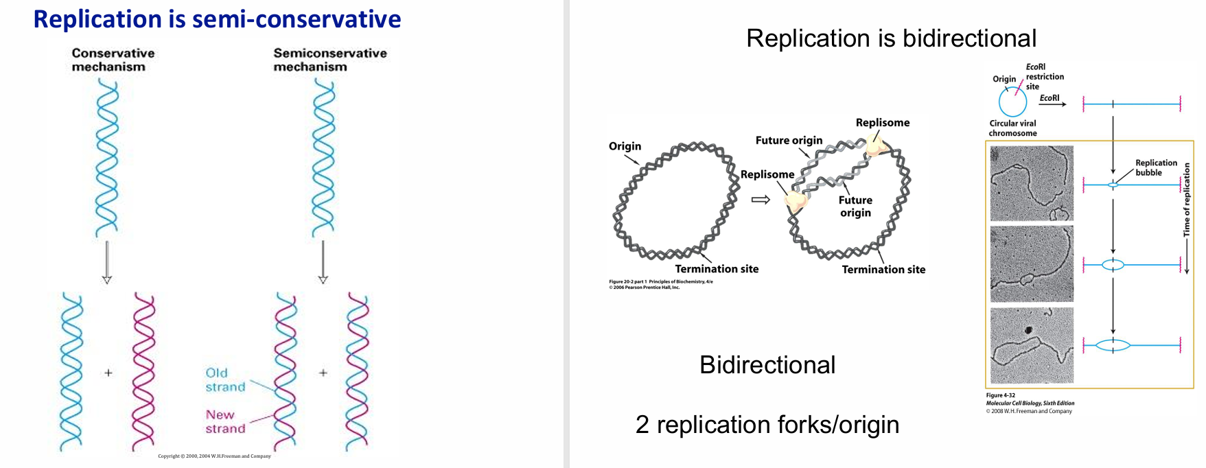 <p>Semi-Conservative: Demonstrated by the Messelson-Stahl experiment</p><p>Bidirectional: <span>2 replication forks move in opposite directions away from each (future) origin, forming a </span><strong>replication bubble</strong></p><p></p><p></p><ul><li><p><strong>Refer to new strands as ‘daughter’, and OG as ‘parental’</strong></p></li></ul><p></p>