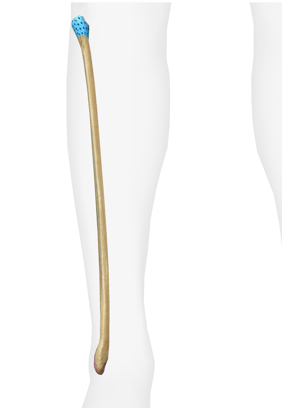 <p>What is this part of the fibula</p>