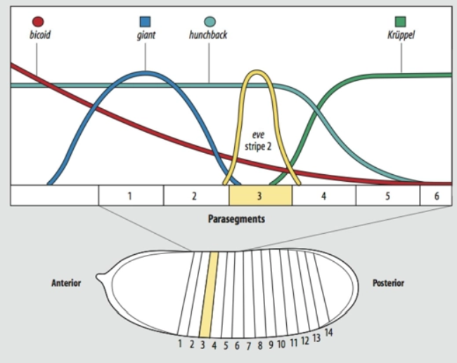 <ul><li><p>independently</p></li><li><p>a different combo of gap genes</p><ul><li><p>multiple gap genes with different concentrations throughout the embryo - pair rule genes read the specific combination and concentration of gap genes that exist in that stripe area</p></li></ul></li></ul><p></p>
