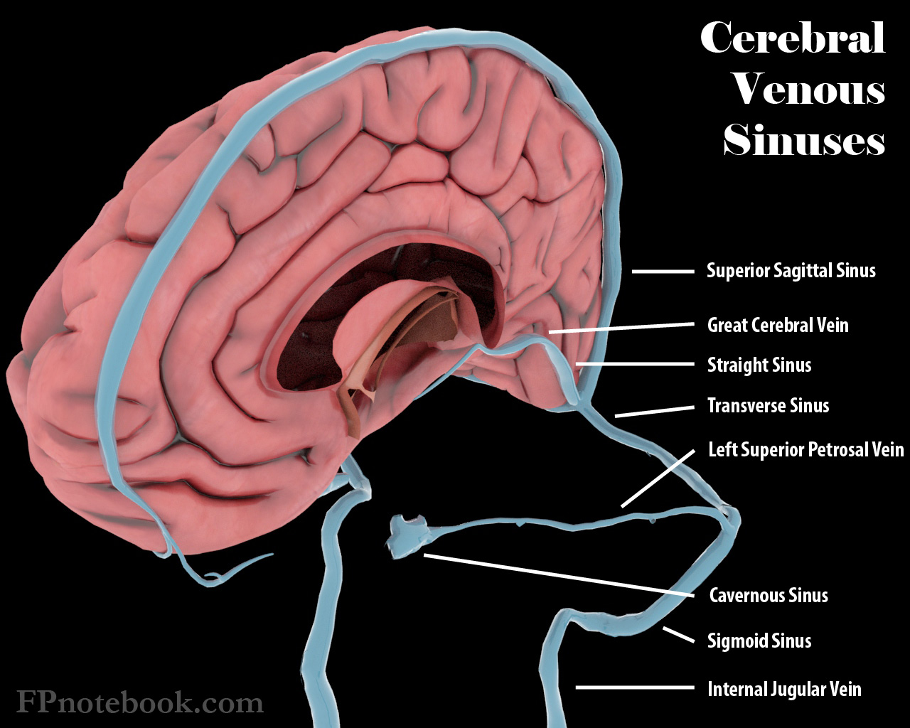 <p>Cerebral venous sinuses.</p>