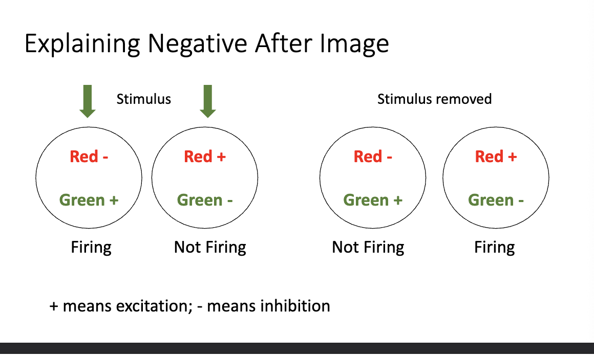 <p>Opponent process theory </p><ul><li><p>After repeated exposure to the same stimulus, both the EXCITATORY and INHIBITORY reactions WEAKEN</p></li></ul><p></p>