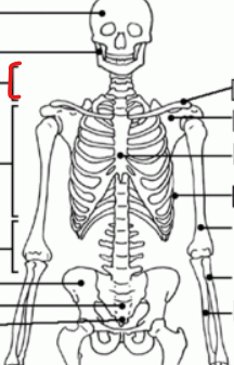 <p>spine in the neck area </p>