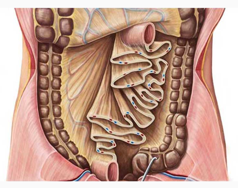 <p>a double layer of peritoneum that anchors the GI organs (i.e., small and large intestines) to the posterior abdomen; it contains blood vessels, lymphatics, and nerves; stores fat</p>