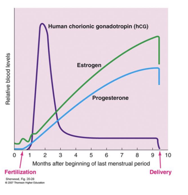 <ul><li><p>Human chorionic gonadotropin (hCG) secreted from trophoblast (the fertilized egg)</p></li><li><p class="p1">Takes over from pituitary to maintain corpus luteum and prevent next menstrual cycle</p></li><li><p class="p1">Similar in structure to LH</p></li><li><p class="p1">Basis of pregnancy test</p></li></ul><p></p>