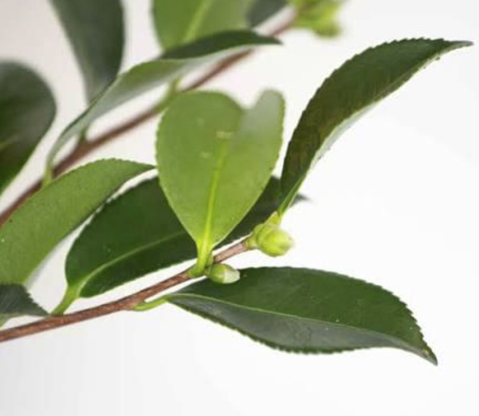 <p>Species Name: <span>Camellia sasanqua</span></p><p><span>Common Name: Sasanqua cemellia</span></p><p><span>Family: Theaceae</span></p>