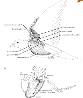 <p></p><ul><li><p>airfoil-shaped wings</p></li><li><p>lightweight skeleton</p></li><li><p>coracoid bone that supports shoulder</p></li><li><p>enlarged sternum with deep keel for attachment of muscles</p></li><li><p>furcula that acts as a spring for wing beat</p></li><li><p>efficient respiratory system to supply O2 to muscles</p></li></ul><p></p>