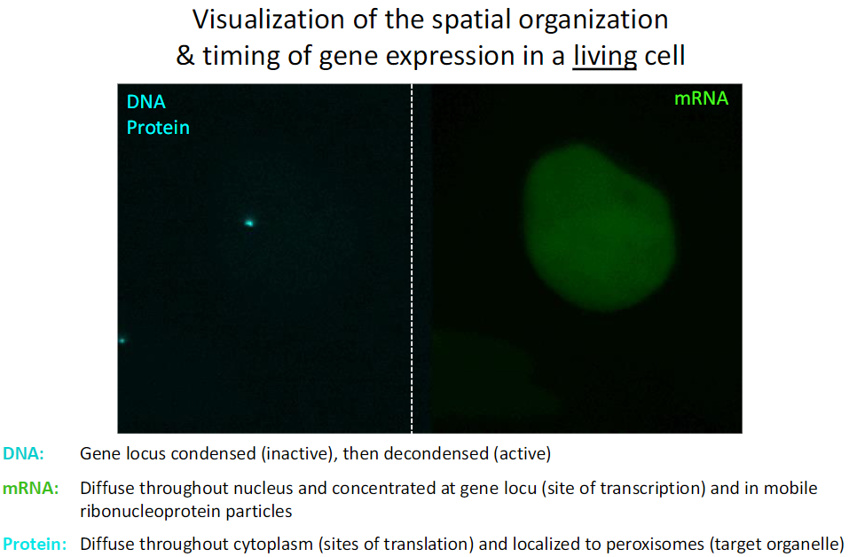 <p><strong>DNA</strong><br> Gene locus <strong>condensed</strong> → inactive<br> Gene locus <strong>decondensed</strong> → active</p><p><strong>mRNA</strong><br> <strong>Diffuse</strong> throughout nucleus<br> <strong>Concentrated</strong> at gene loci (site of <strong>transcription</strong>)<br> Found in mobile <strong>ribonucleoprotein particles</strong></p><p><strong>Protein</strong><br> <strong>Diffuse</strong> throughout cytoplasm (sites of <strong>translation</strong>)<br> Localized to <strong>peroxisomes</strong> (target organelle)</p>