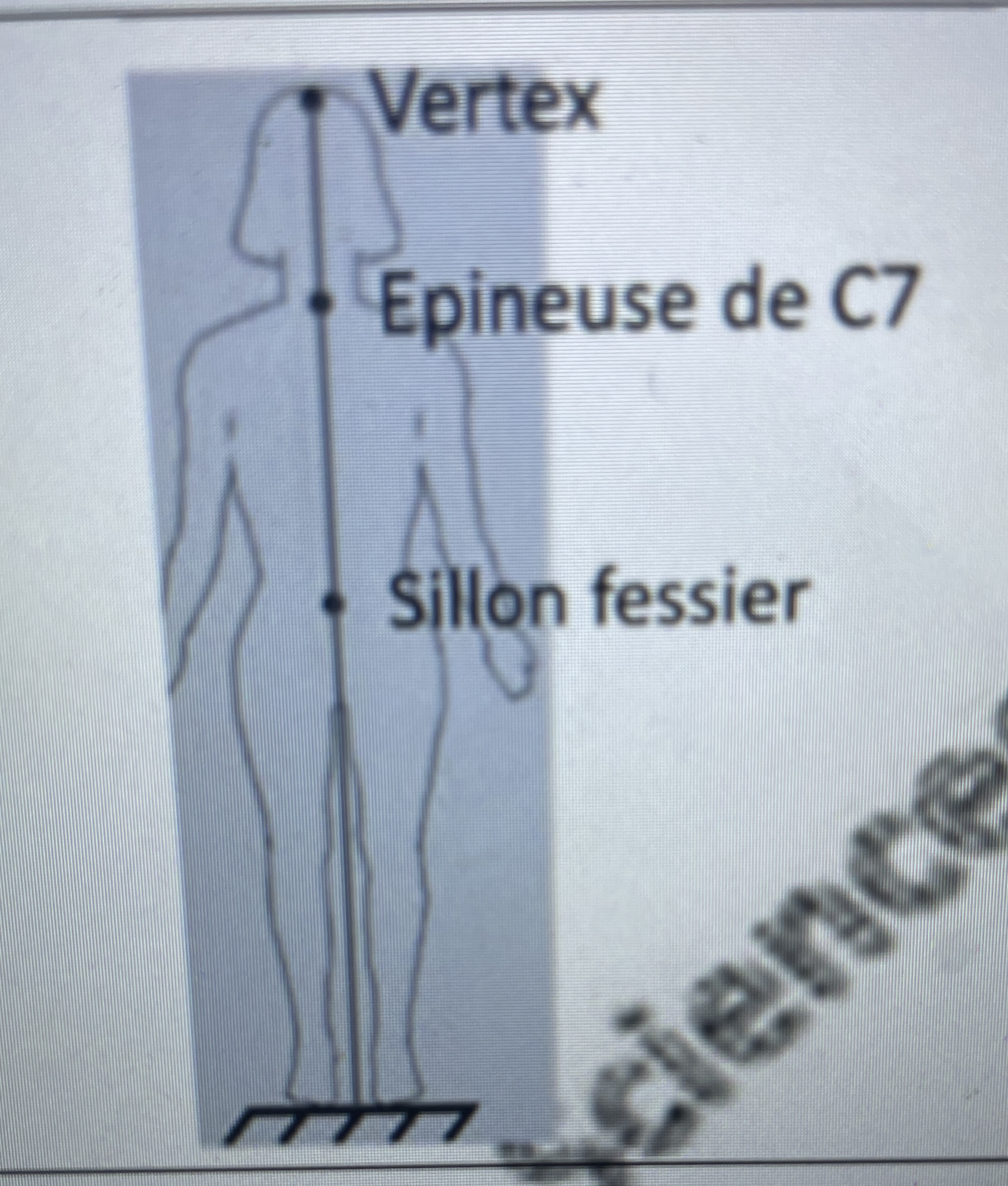 <p>Longitudinal :</p><ul><li><p>vertex : sommet du crâne</p></li><li><p>Épineuse de C7(vertèbre cervical) ; le centre de gravité du corps</p></li><li><p>Sillon fessier</p></li></ul><p></p>