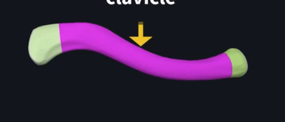<p>what part of the clavicle is this called?</p>