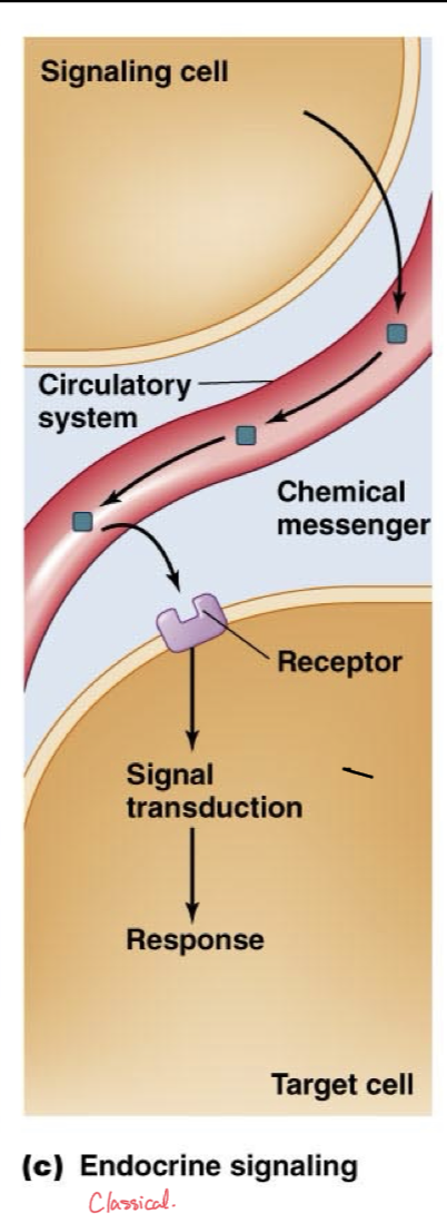 <p>More classical version of chemical signaling with hormones</p><p>Chemical messenger is released by one cell to affect a target cell at a far distance, with the messenger using the circulatory system as a freeway to reach its target</p><p>Chemical messenger then leaves the bloodstream and binds to the target cell. </p>