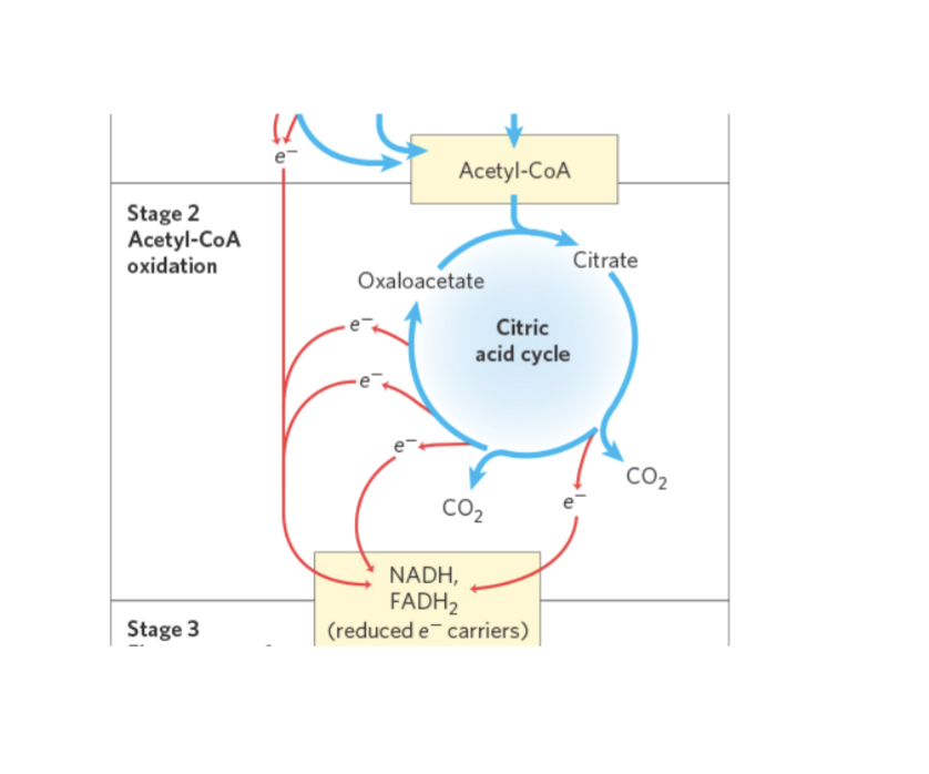 <p>1 molecule of Acetyl-CoA  3 NADH, 1 FADH2 , and 1 ATP (or GTP)</p><p>The pathway that performs this chemistry</p><p>is called the Citric Acid Cycle, also known</p><p>as the Tricarboxylic Acid (TCA) Cycle</p>