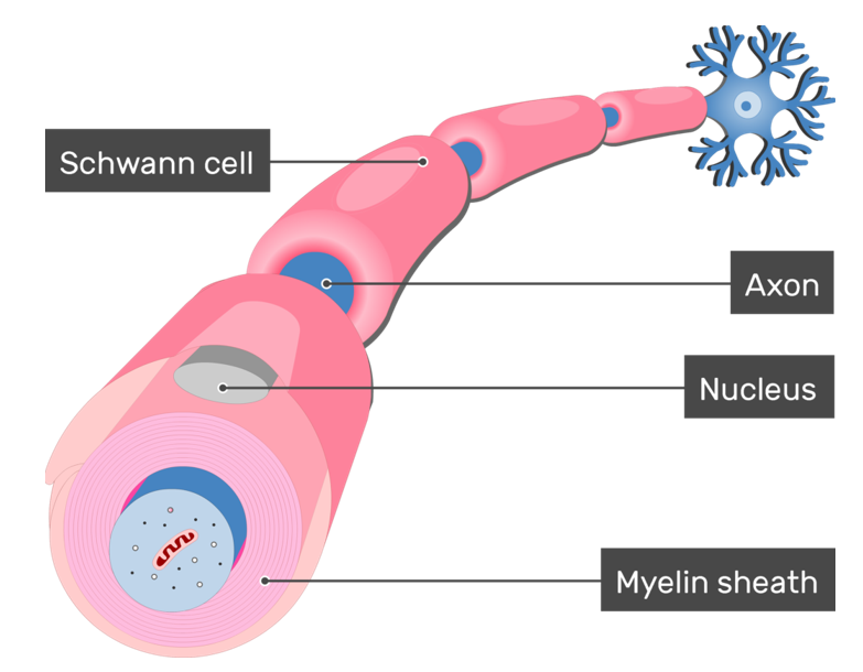 <ul><li><p>Surround the axon, protecting it &amp; providing electrical insulation → also carry out phagocytosis &amp; play a part in nerve regeneration</p></li><li><p>Wrap themselves around the axon many times, so layer of the membranes build up around it</p></li></ul><p></p>