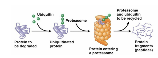 <p>What is the process also known as? </p>