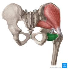 <p>Runs from the ischial tuberosity to the femur</p>
