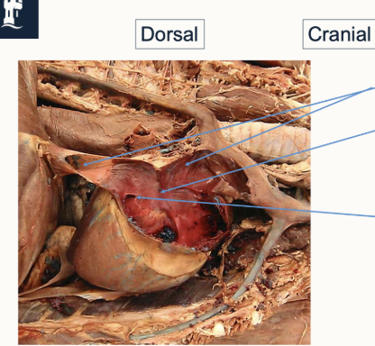<p>Label this diagram to show the relevant structures of the right atrium of the heart, including their functions</p>