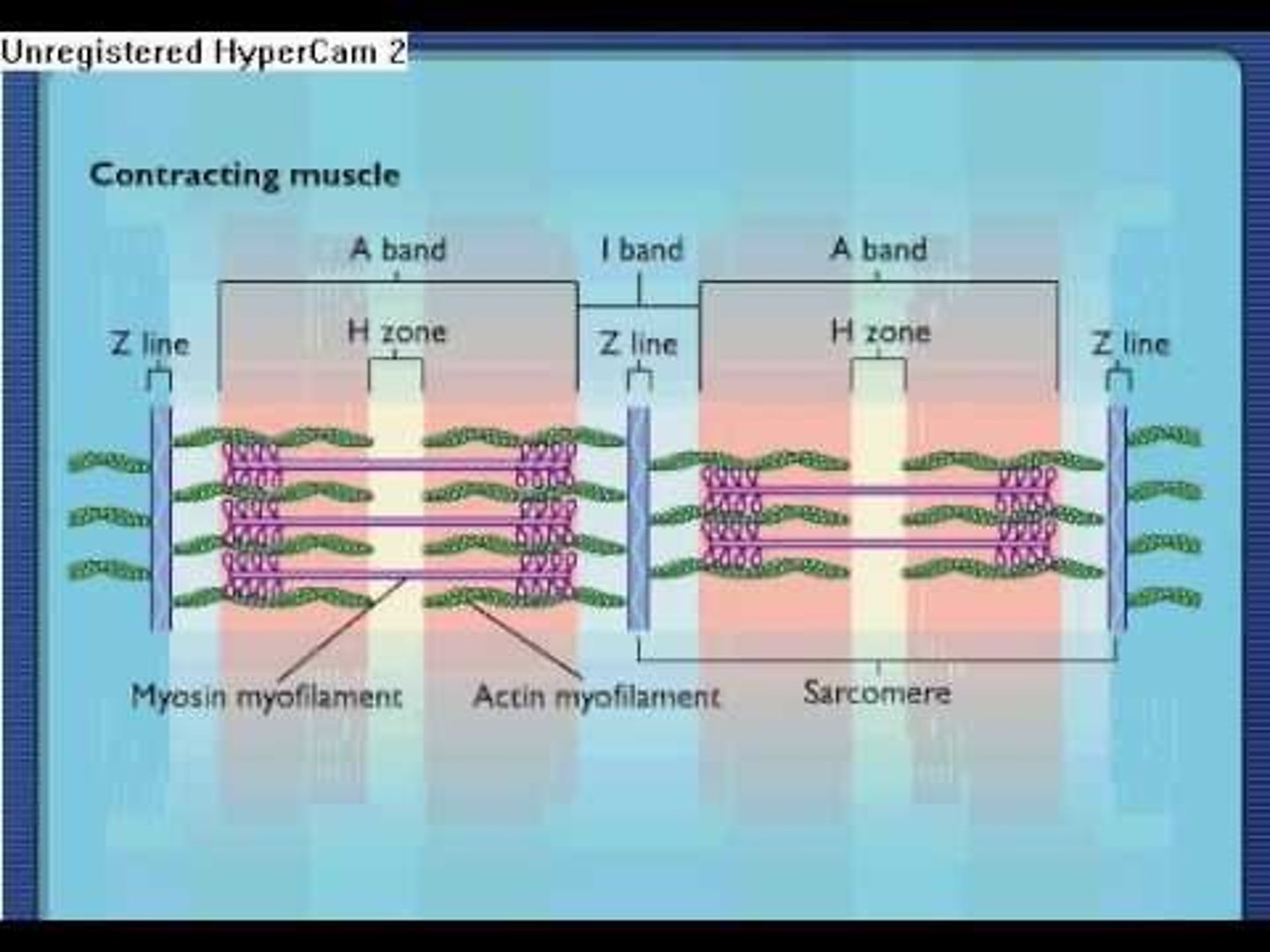<p>The functional unit of a muscle, consisting of bands and lines that define muscle contraction</p>