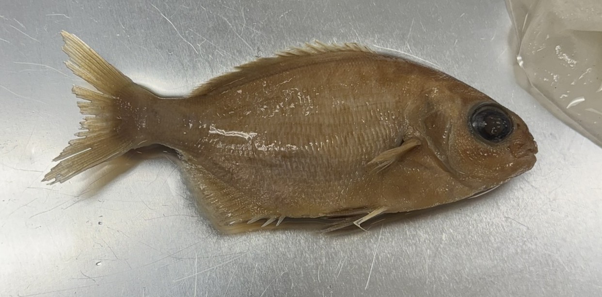 <p>Family Kyphosidae (sea chubs) - <em>Kyphosus sectatrix</em></p>