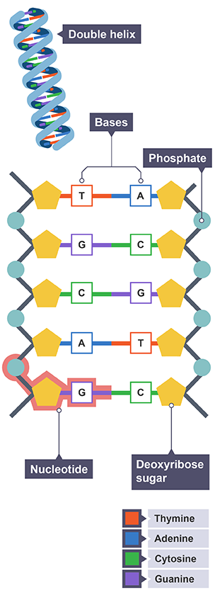 <ul><li><p>double helix structure, two chains of nucleotides</p></li><li><p>each nucleotide has a phosphate group and deoxyribose sugar (backbone)</p></li><li><p>and a base</p></li></ul><p></p>