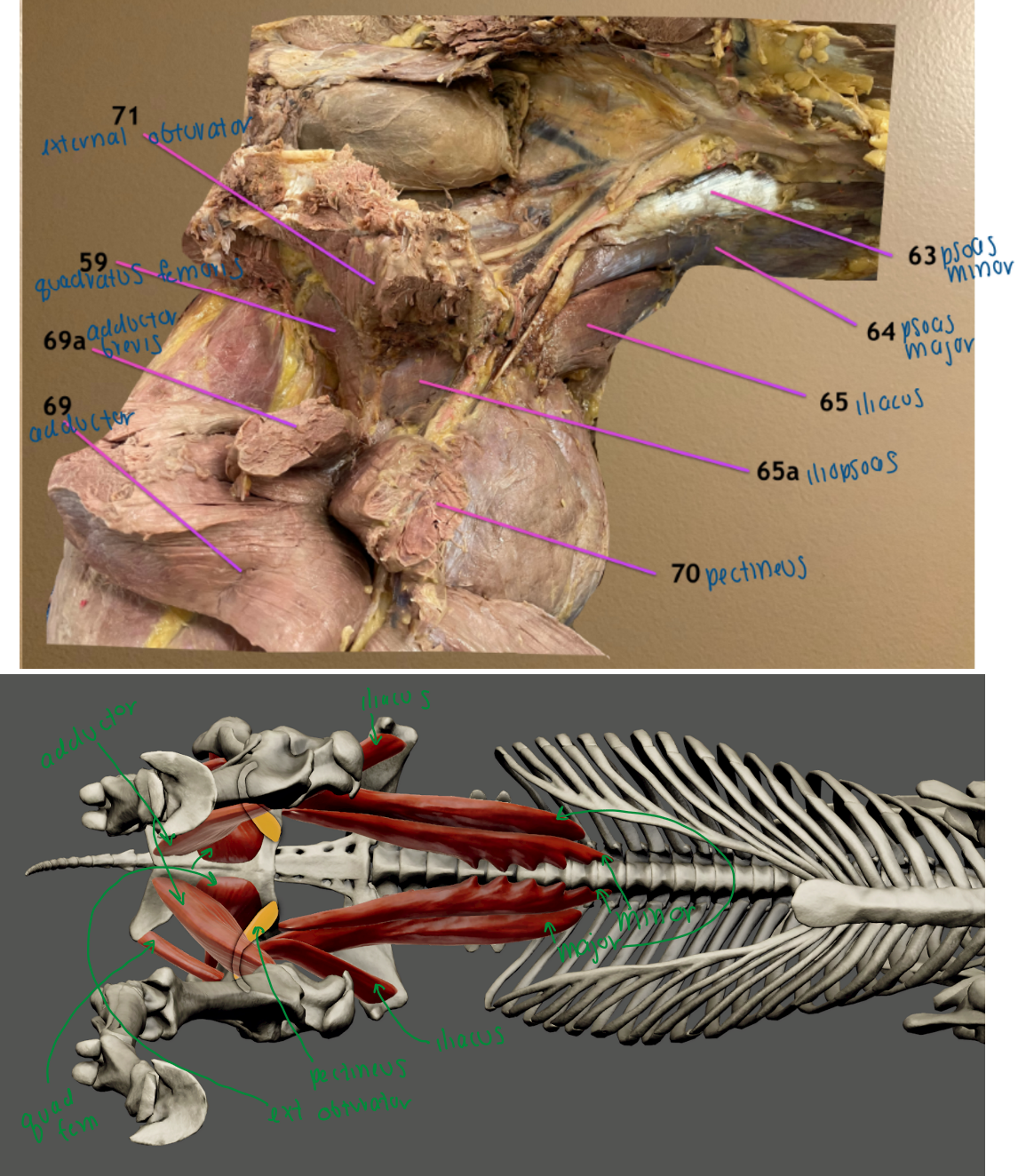 <ol start="65"><li><p>iliacus m.: hip flexor</p></li></ol><p>65a: iliopsoas m.: hip flexor</p><ol start="71"><li><p>external obturator m.: hip adductor</p></li></ol><p></p>
