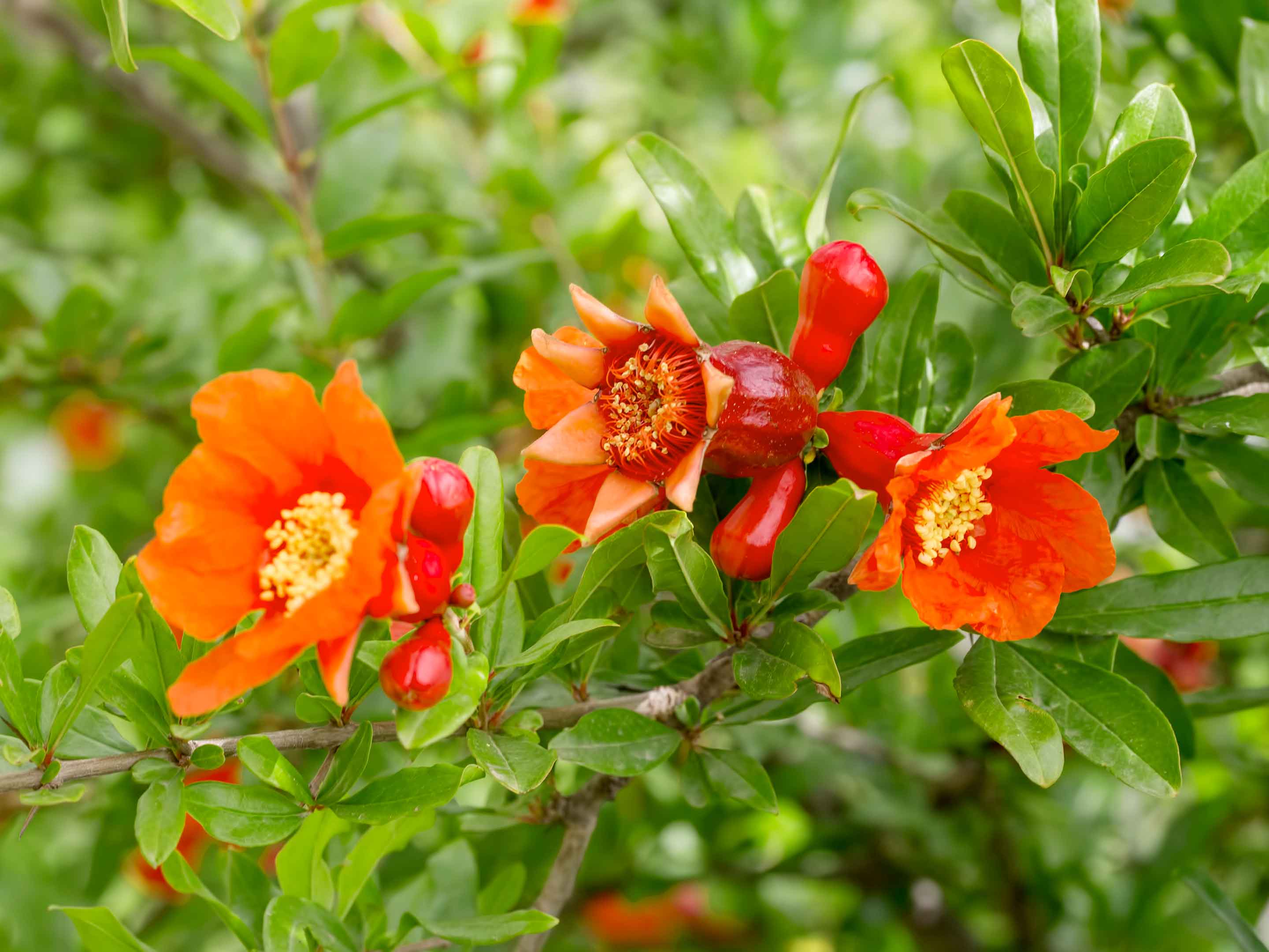 <p>Arbuste des Lythraceae dont le péricarpe séché, riche en tanins ellagiques ($$> 28\%$$), est utilisé contre l'ulcère gastrique.</p>